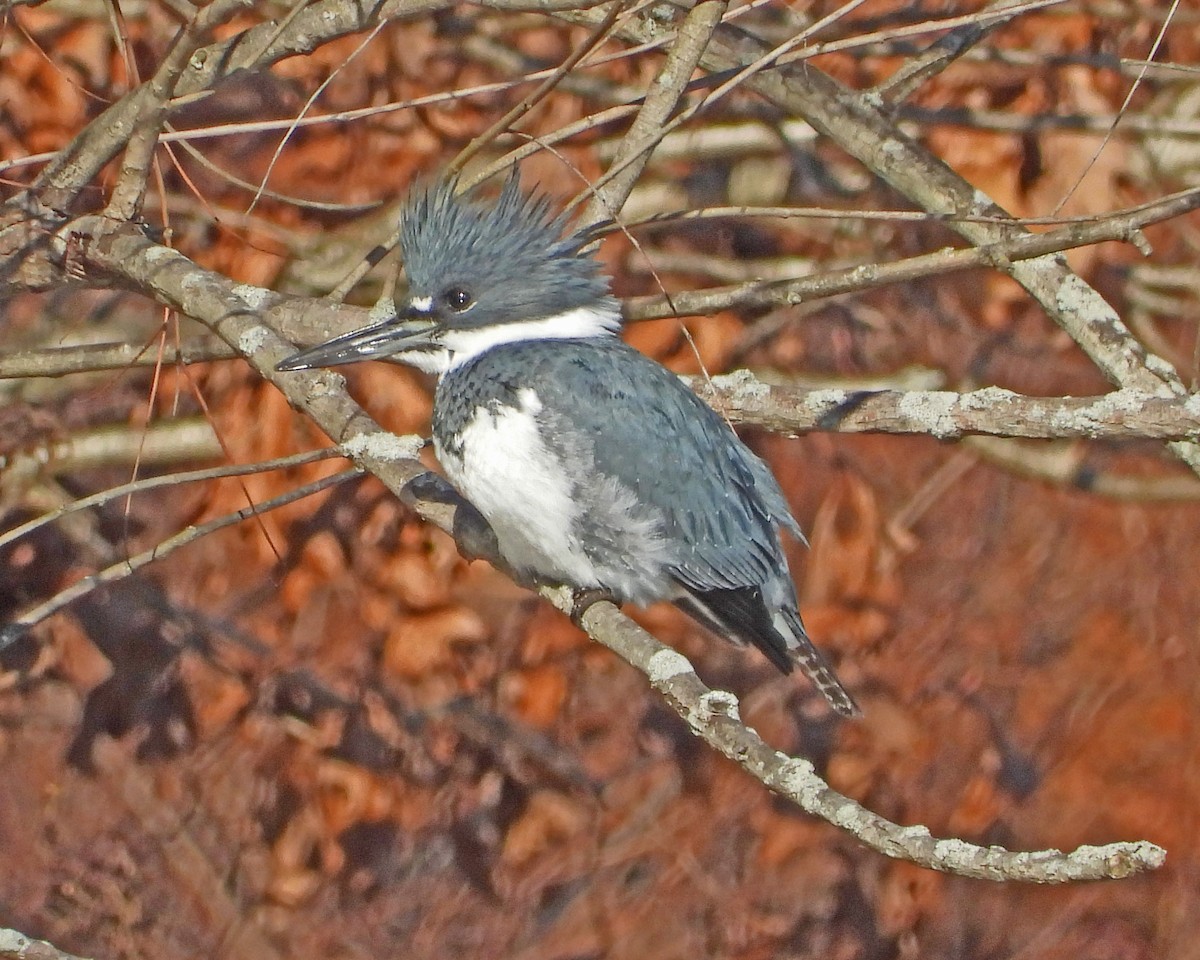 Belted Kingfisher - ML613399794