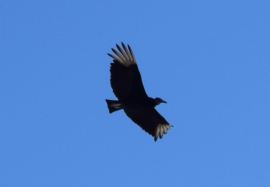 Black Vulture - ML613400188