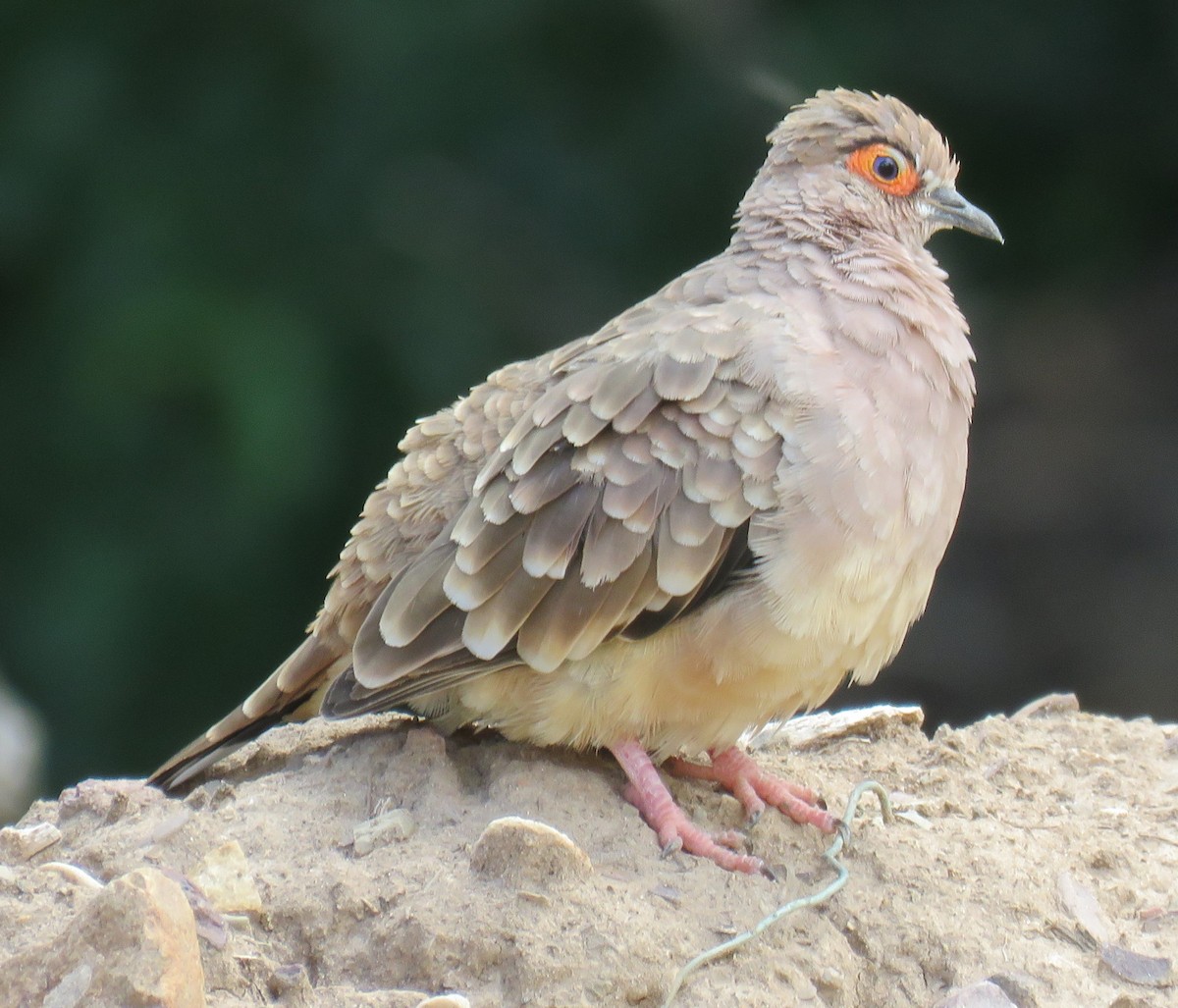Bare-faced Ground Dove - Numa Nazar