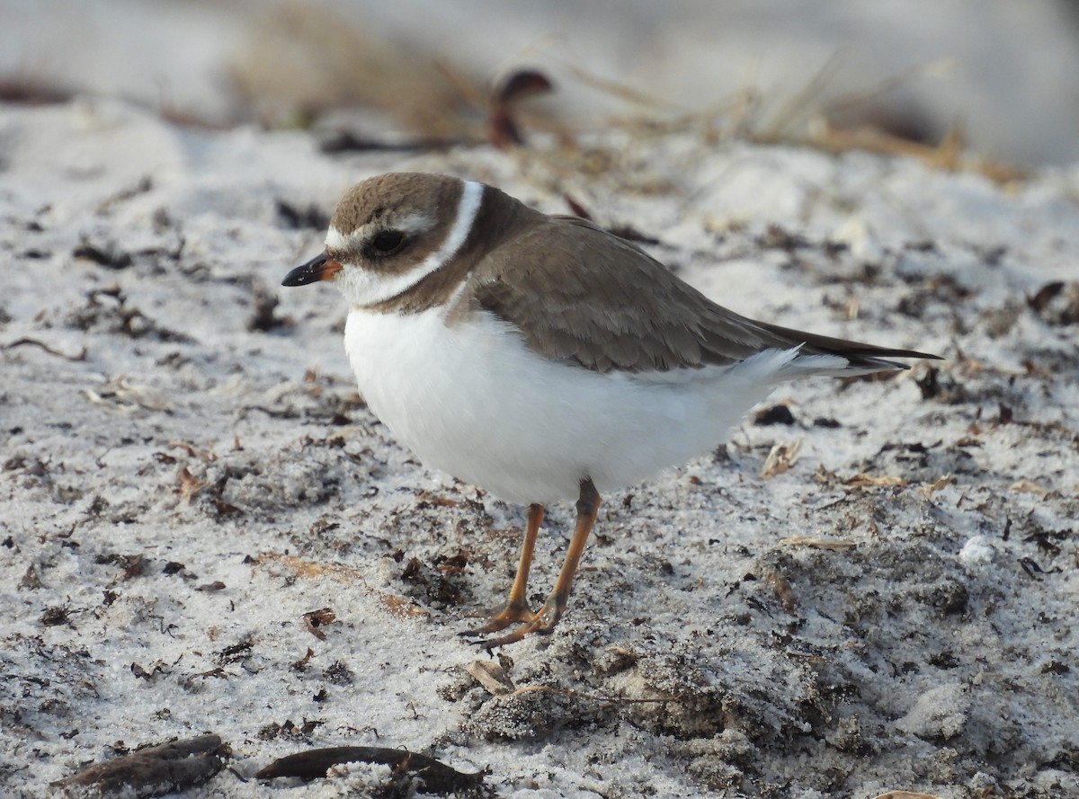 Semipalmated Plover - ML613401010