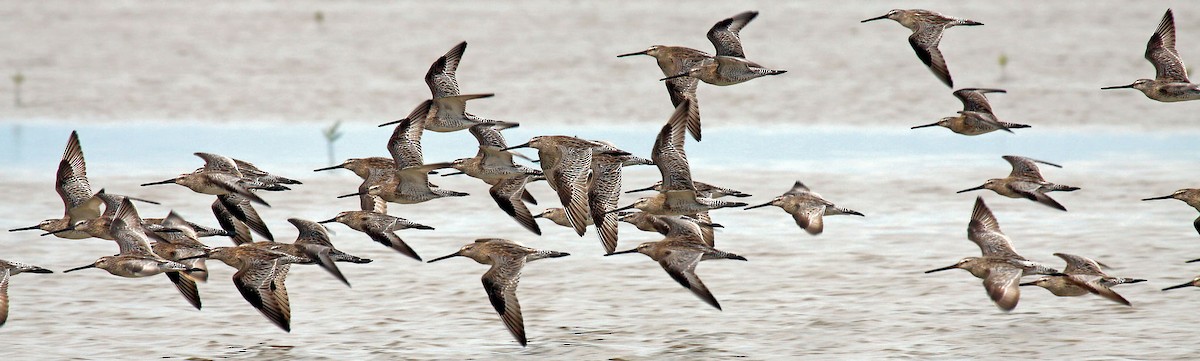 Asian Dowitcher - ML613401223