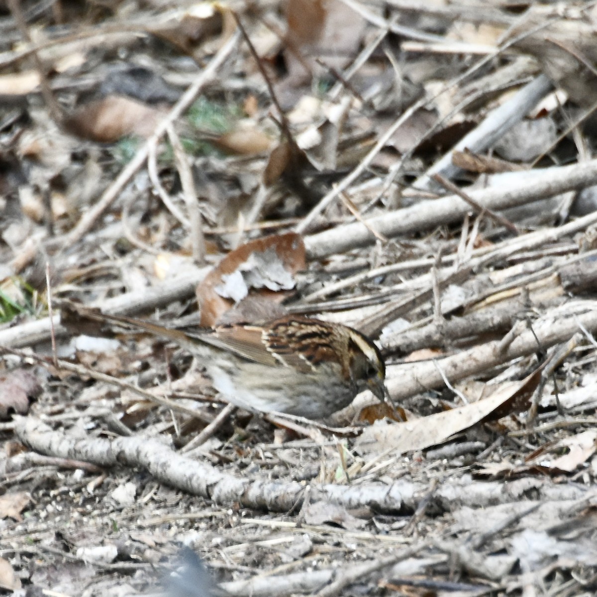 White-throated Sparrow - ML613401435