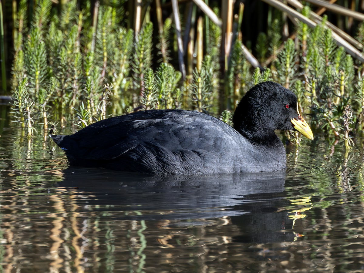 Red-gartered Coot - ML613401464