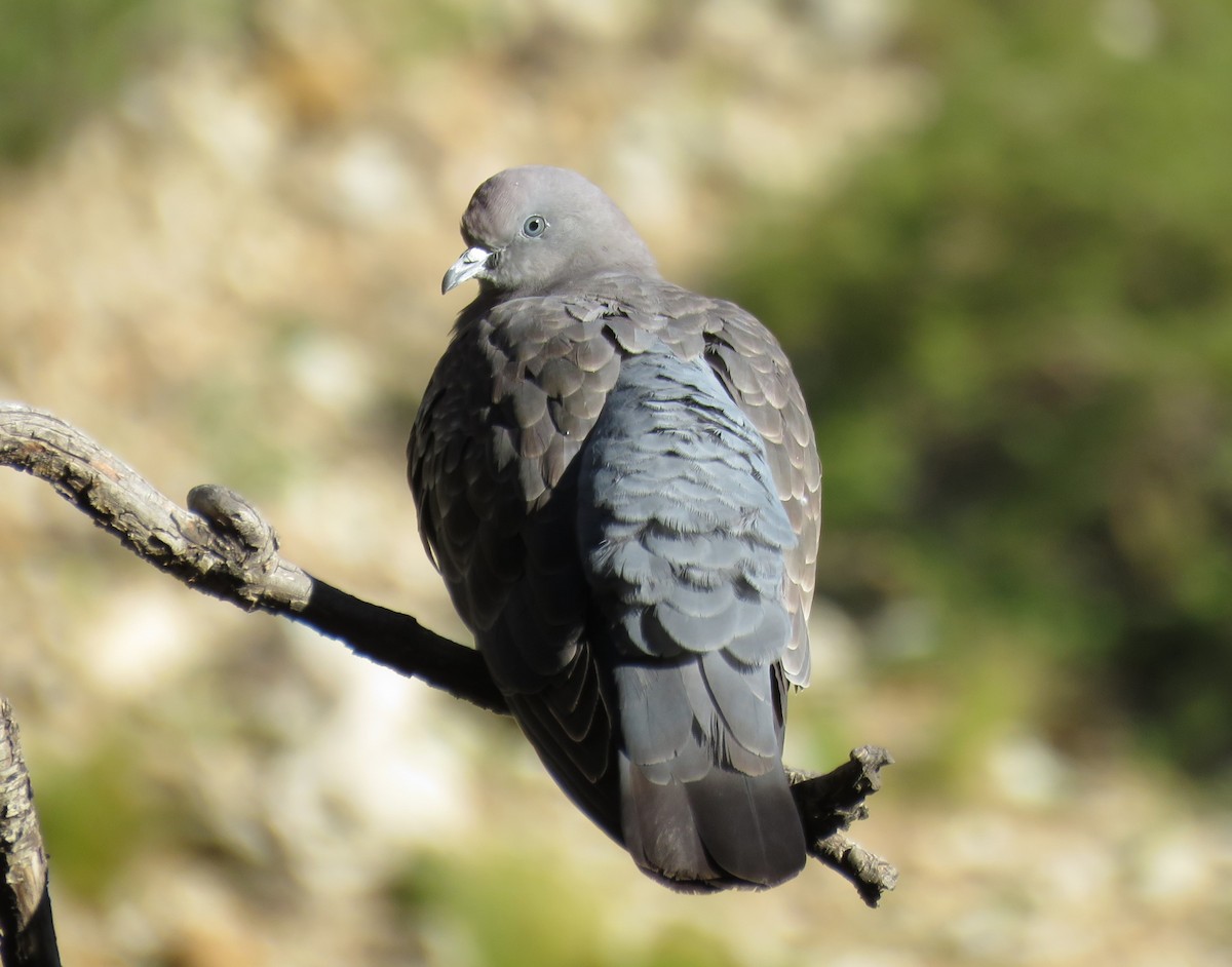 Spot-winged Pigeon (albipennis) - ML613401478