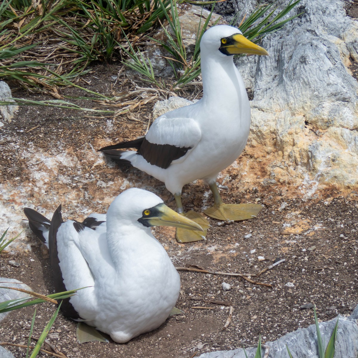 Masked Booby - ML613402034