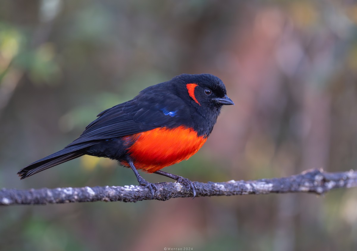 Scarlet-bellied Mountain Tanager - ML613402035
