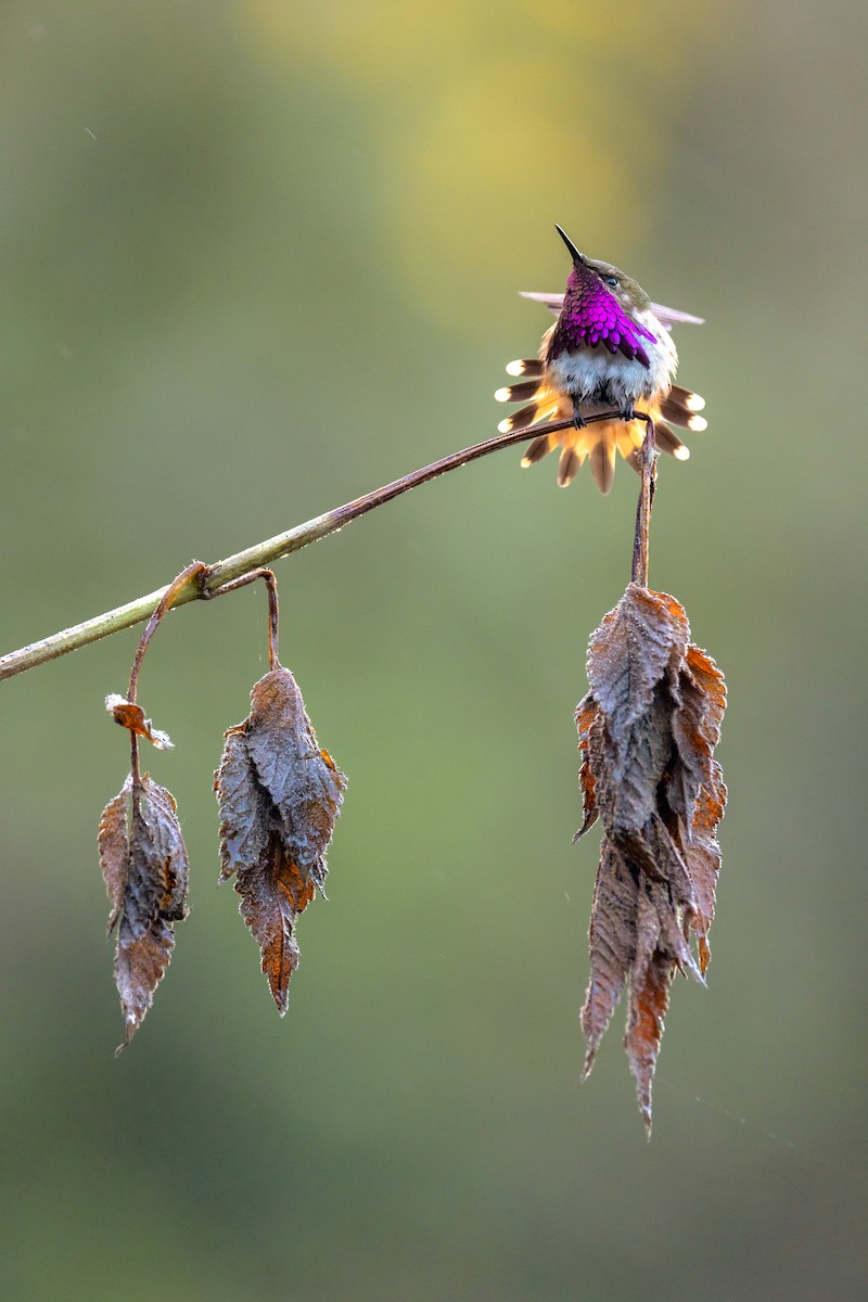 Wine-throated Hummingbird - Ana Paula Oxom