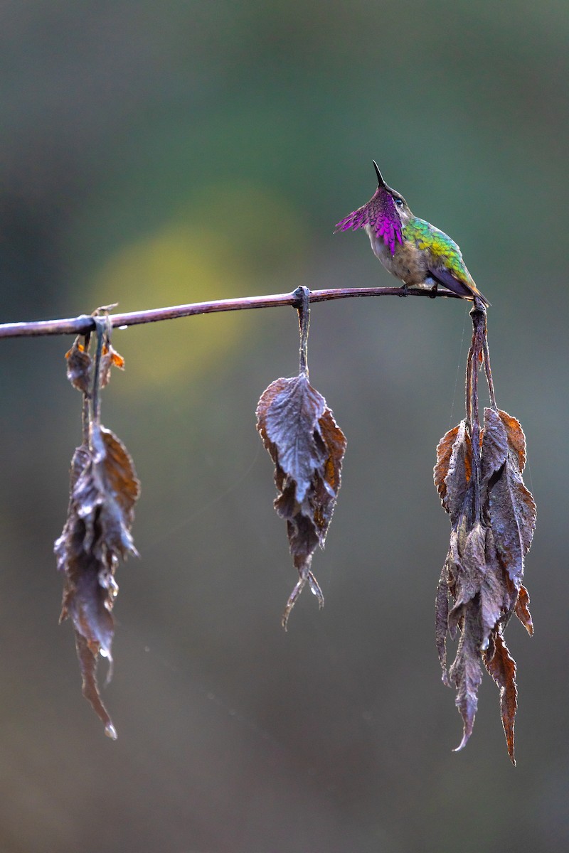 Wine-throated Hummingbird - Ana Paula Oxom