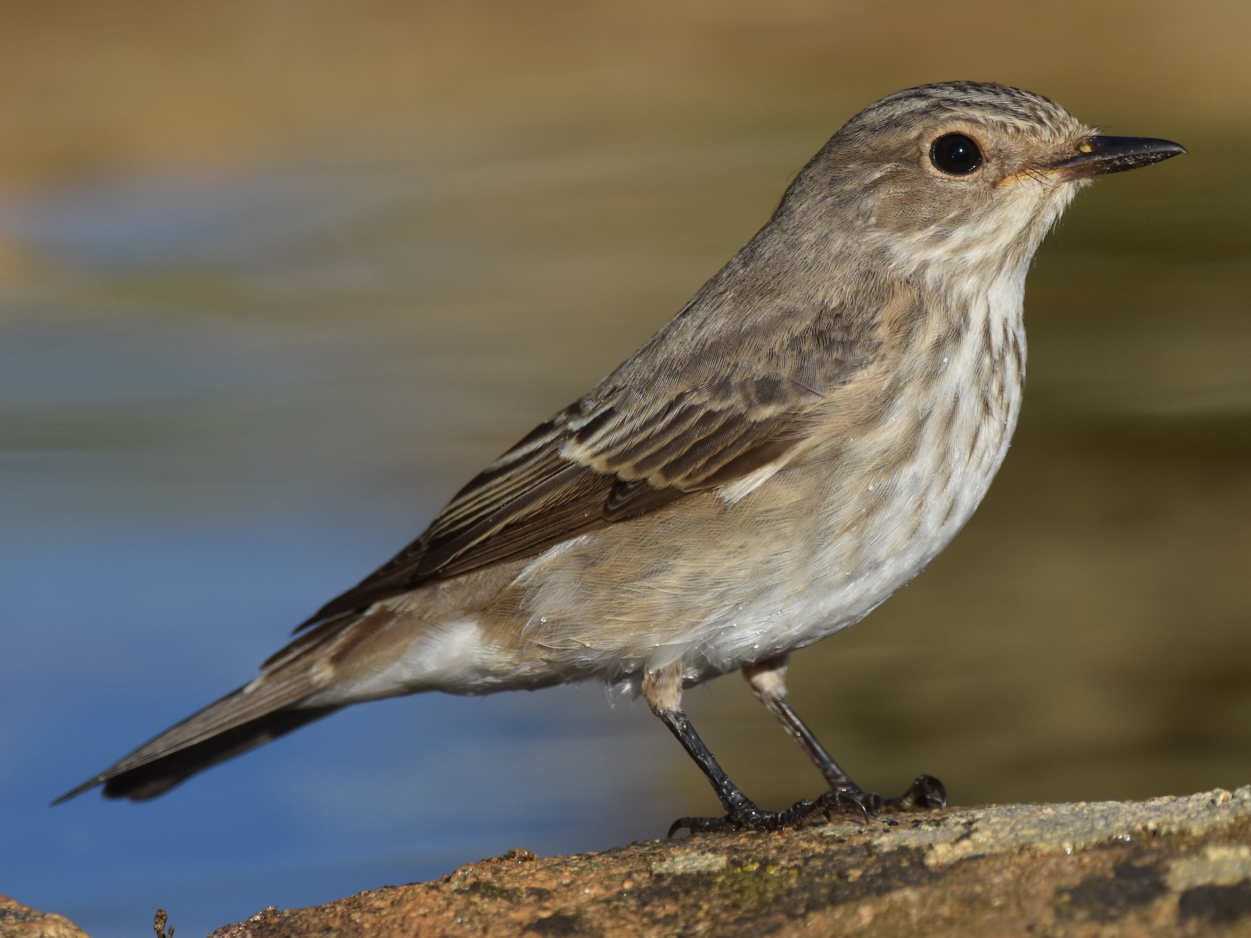 Spotted Flycatcher - Santiago Caballero Carrera