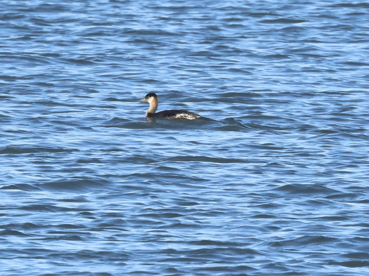 Red-necked Grebe - ML613402365