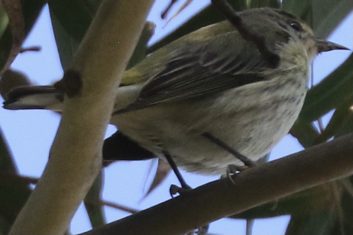 Cape May Warbler - ML613402457