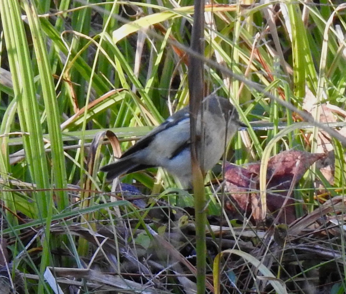 Ebird Checklist Jan St Marks Nwr Lighthouse Pool Flats Species