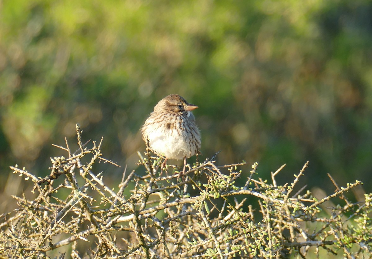 Savannah Sparrow (Large-billed) - Richard Erickson