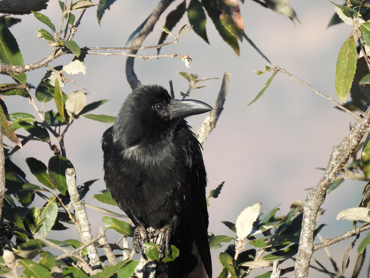 Large-billed Crow - ML613402833