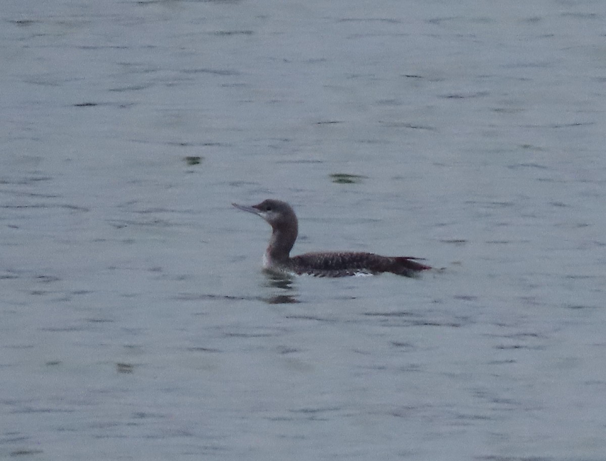 Red-throated Loon - Jay Withgott