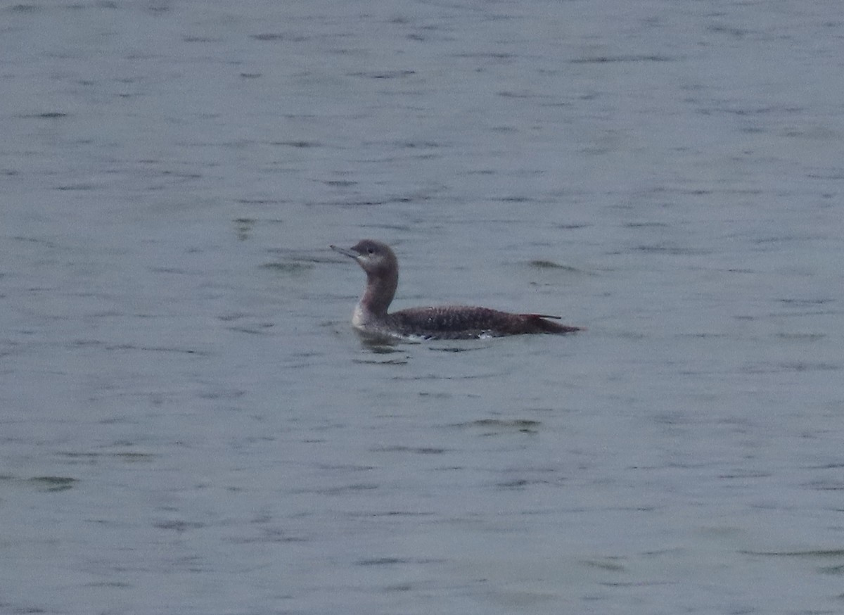 Red-throated Loon - ML613402841