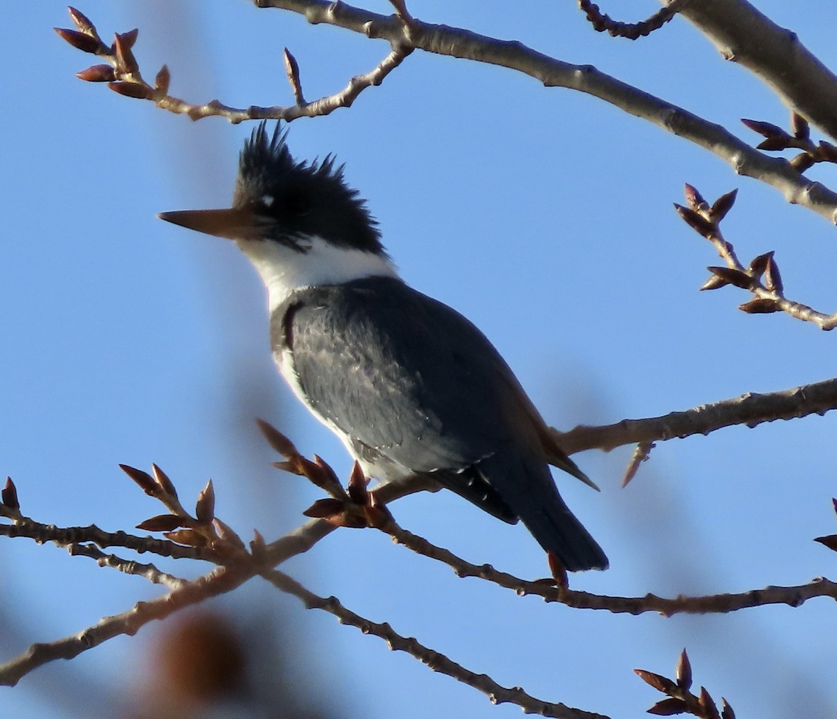 Belted Kingfisher - ML613402984