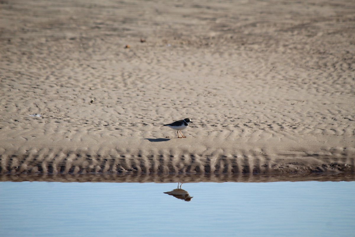 Semipalmated Plover - ML613403176