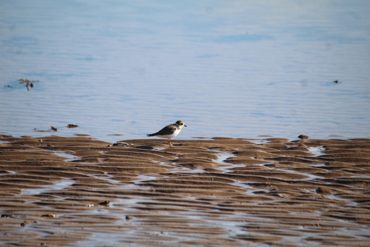 Semipalmated Plover - ML613403178