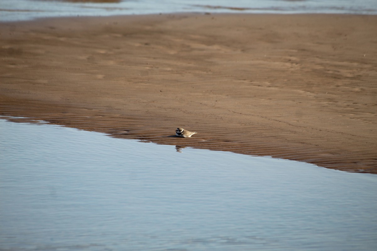 Semipalmated Plover - ML613403179