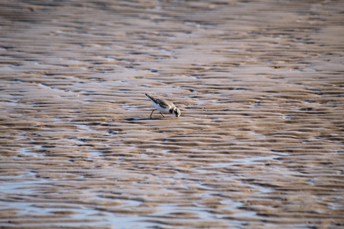 Semipalmated Plover - ML613403180