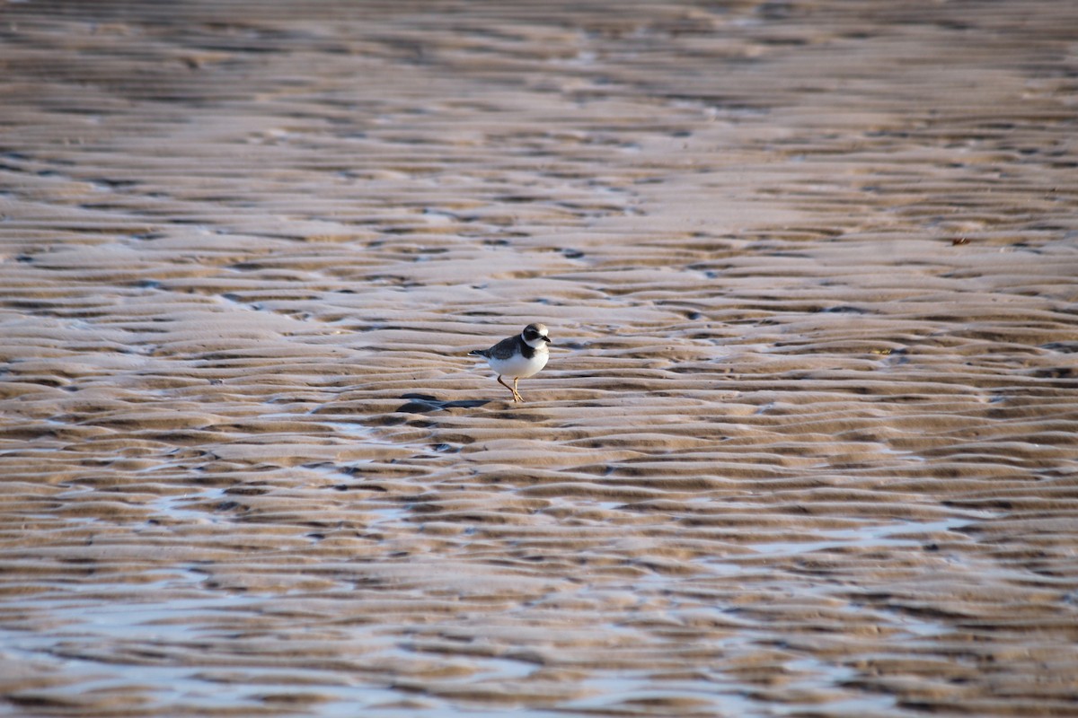 Semipalmated Plover - ML613403181