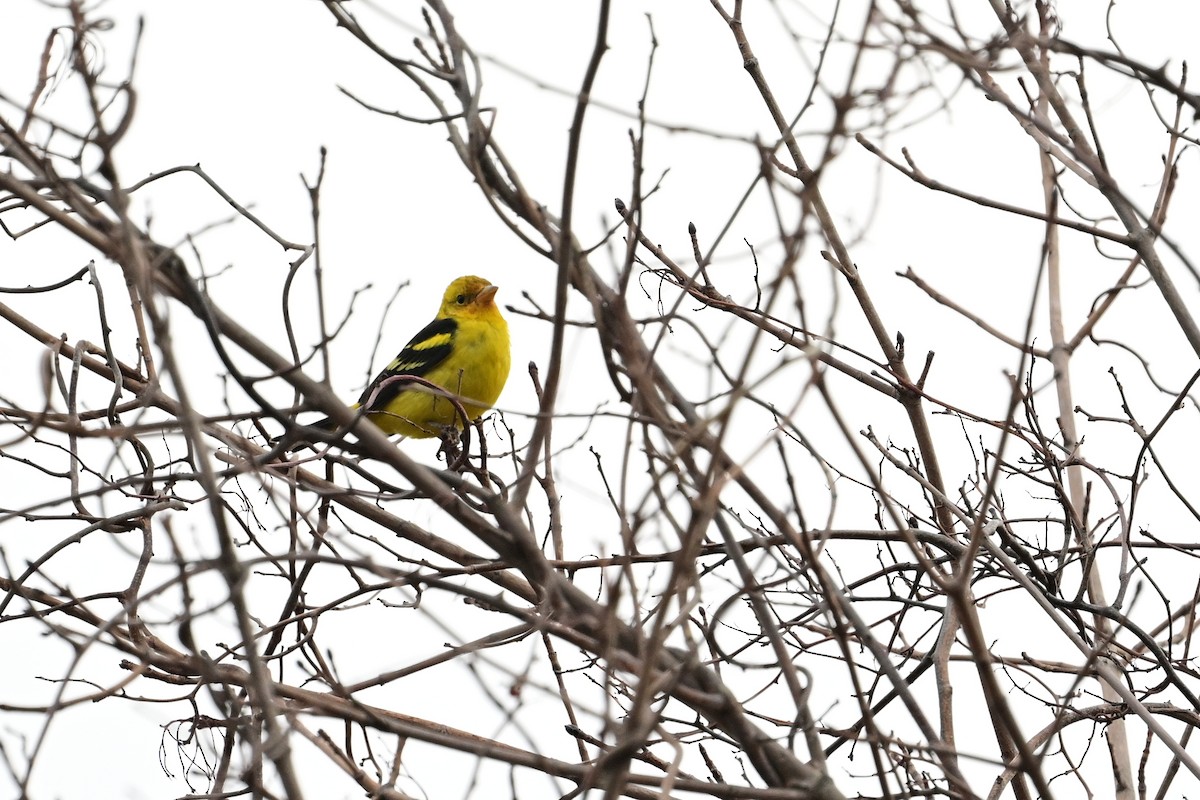 Western Tanager - ML613403291
