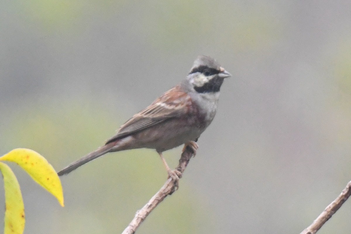 White-capped Bunting - ML613403423