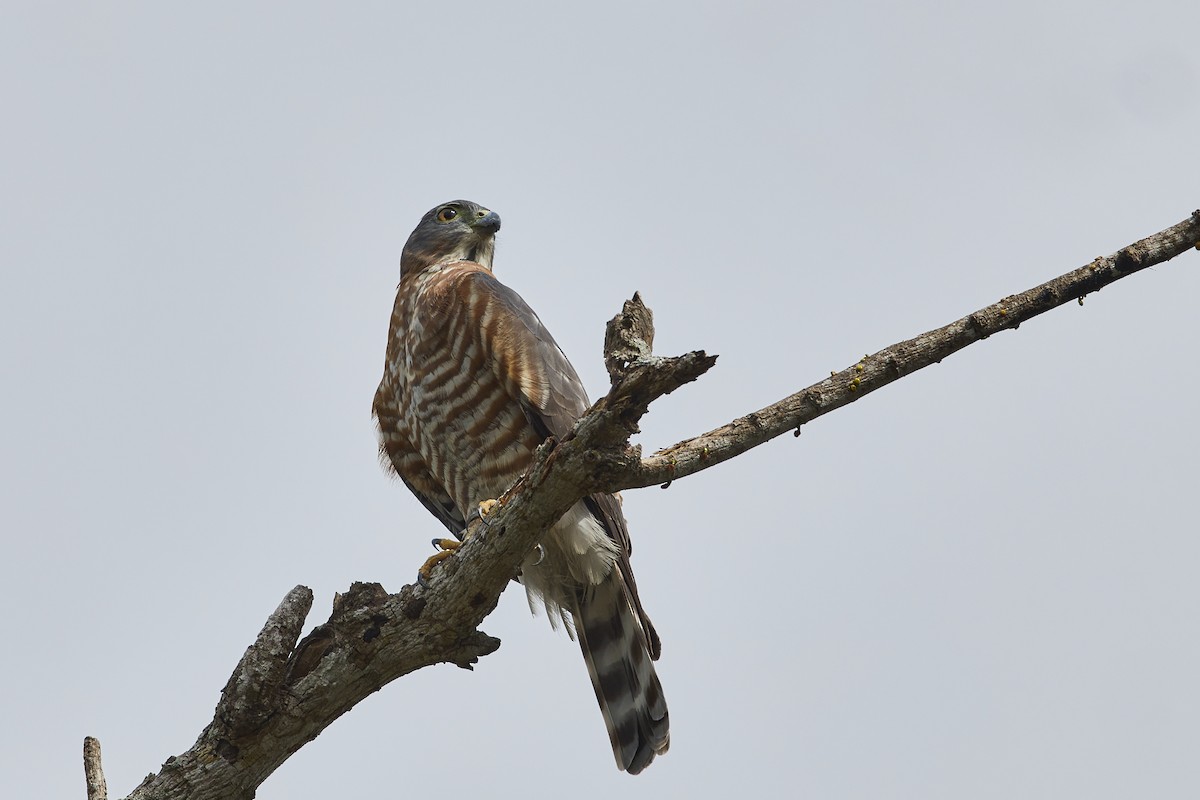 Double-toothed Kite - ML613403483