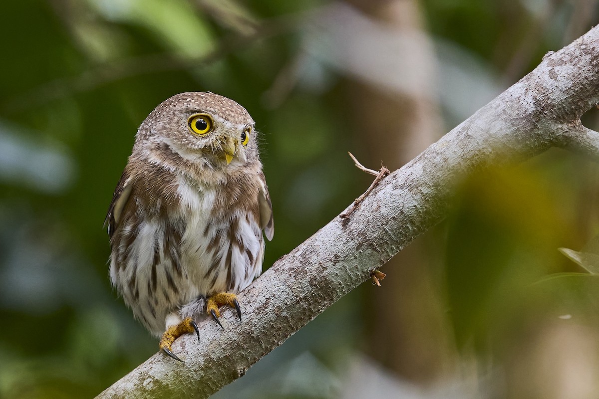 Colima Pygmy-Owl - ML613403505