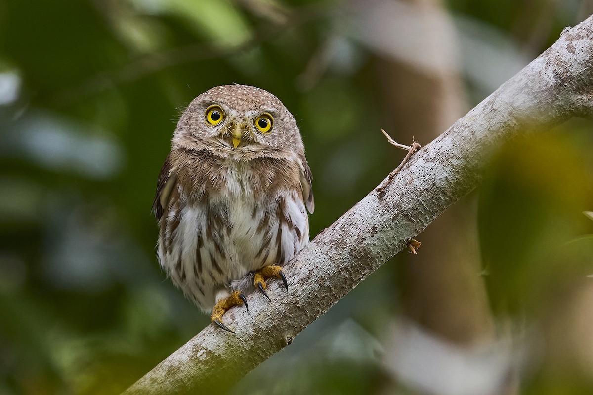 Colima Pygmy-Owl - ML613403506