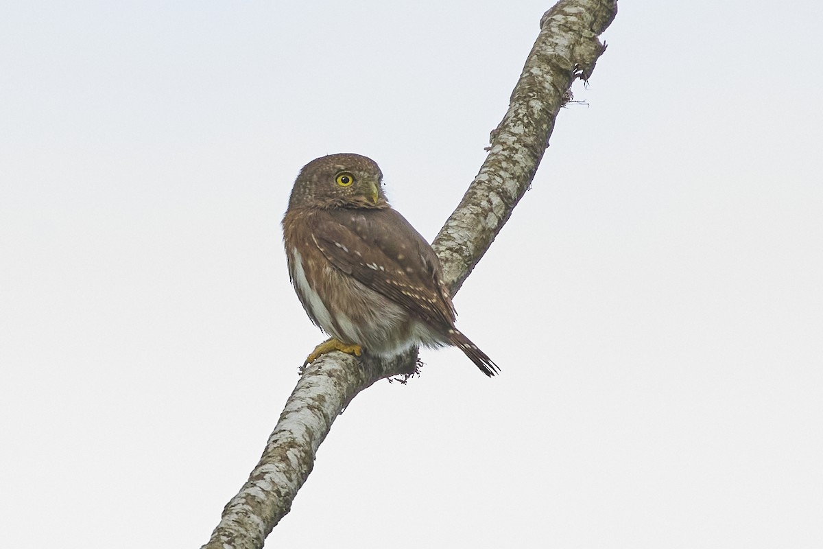 Colima Pygmy-Owl - ML613403511