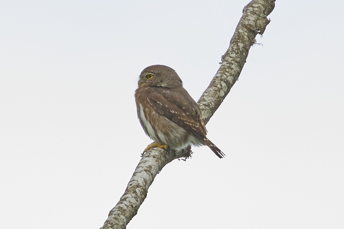 Colima Pygmy-Owl - ML613403512