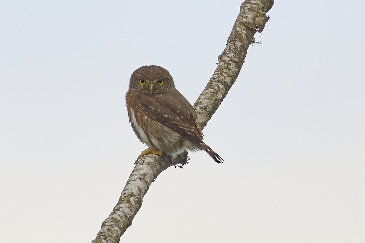 Colima Pygmy-Owl - Mark Stackhouse