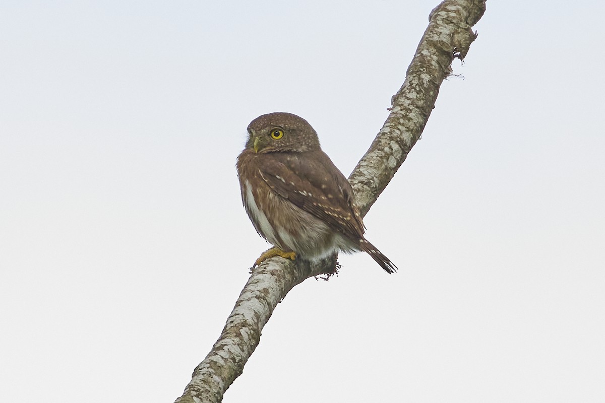 Colima Pygmy-Owl - ML613403514