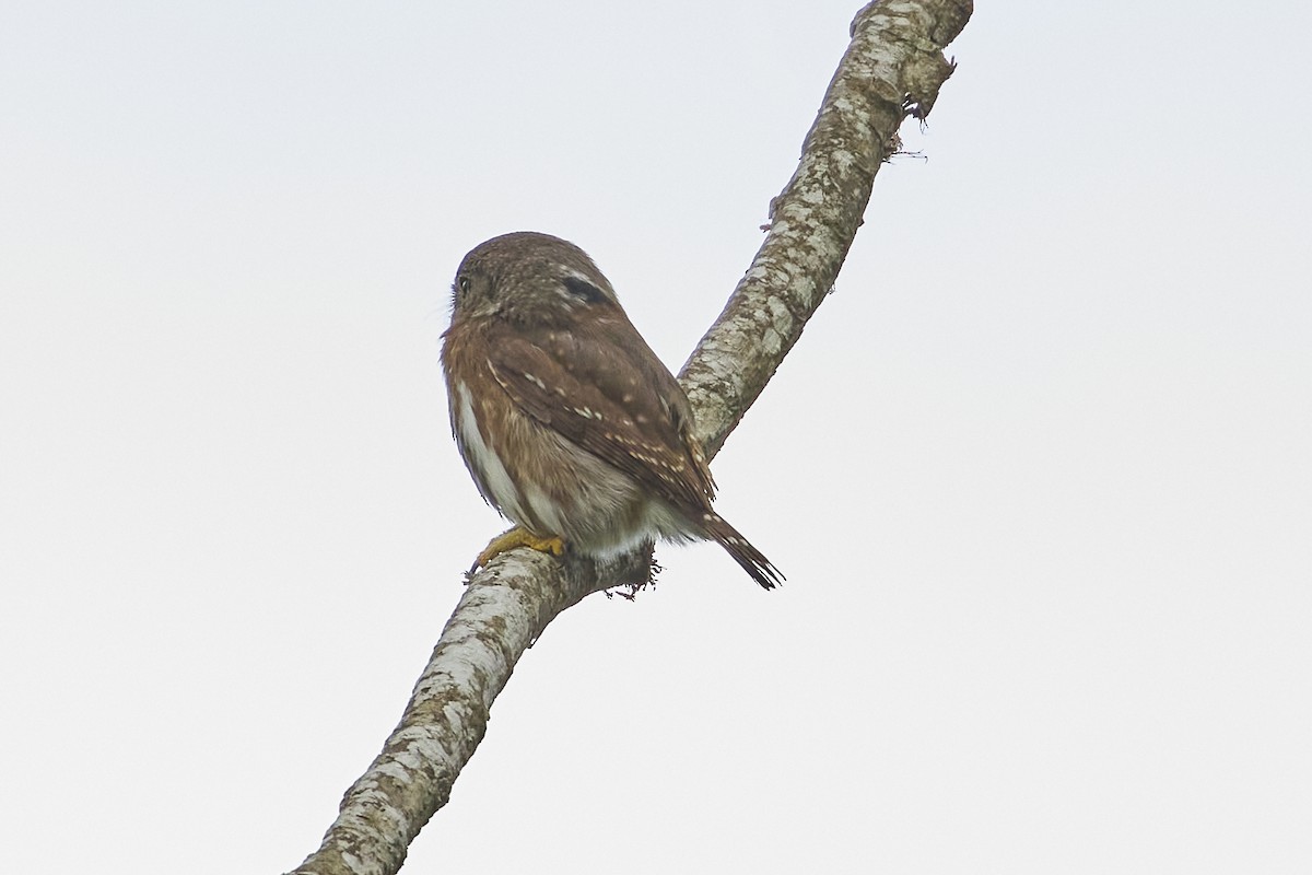 Colima Pygmy-Owl - ML613403515