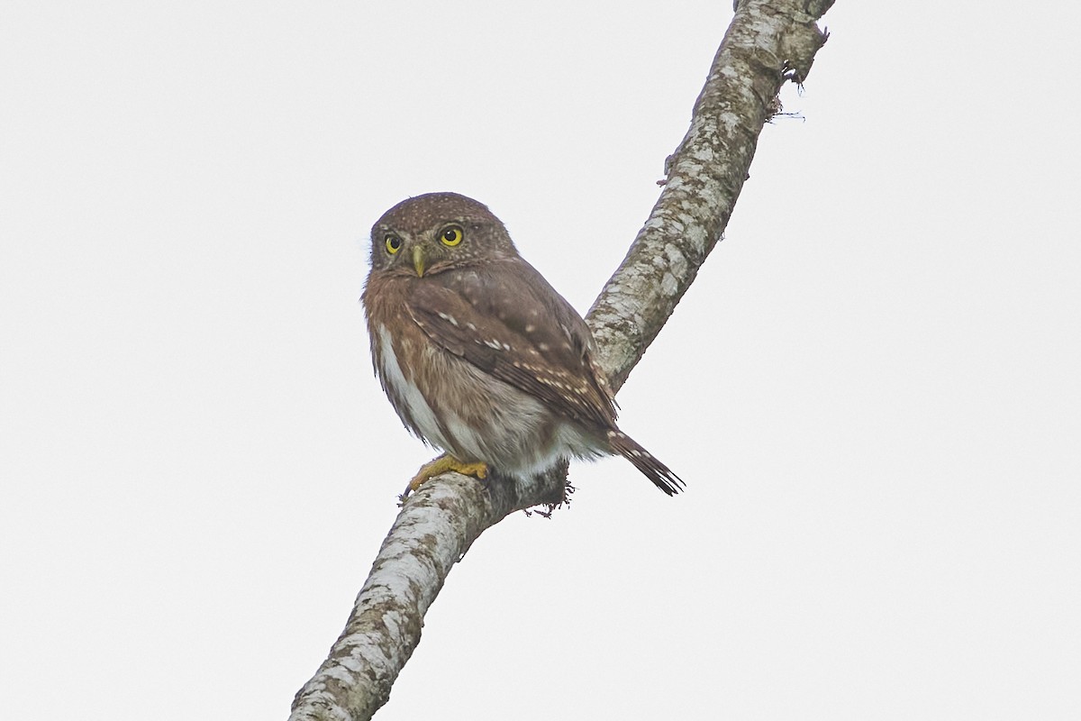 Colima Pygmy-Owl - ML613403516