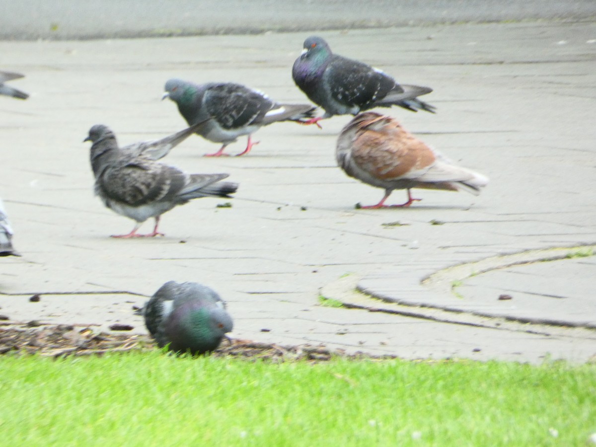 Rock Pigeon (Feral Pigeon) - ML613403540