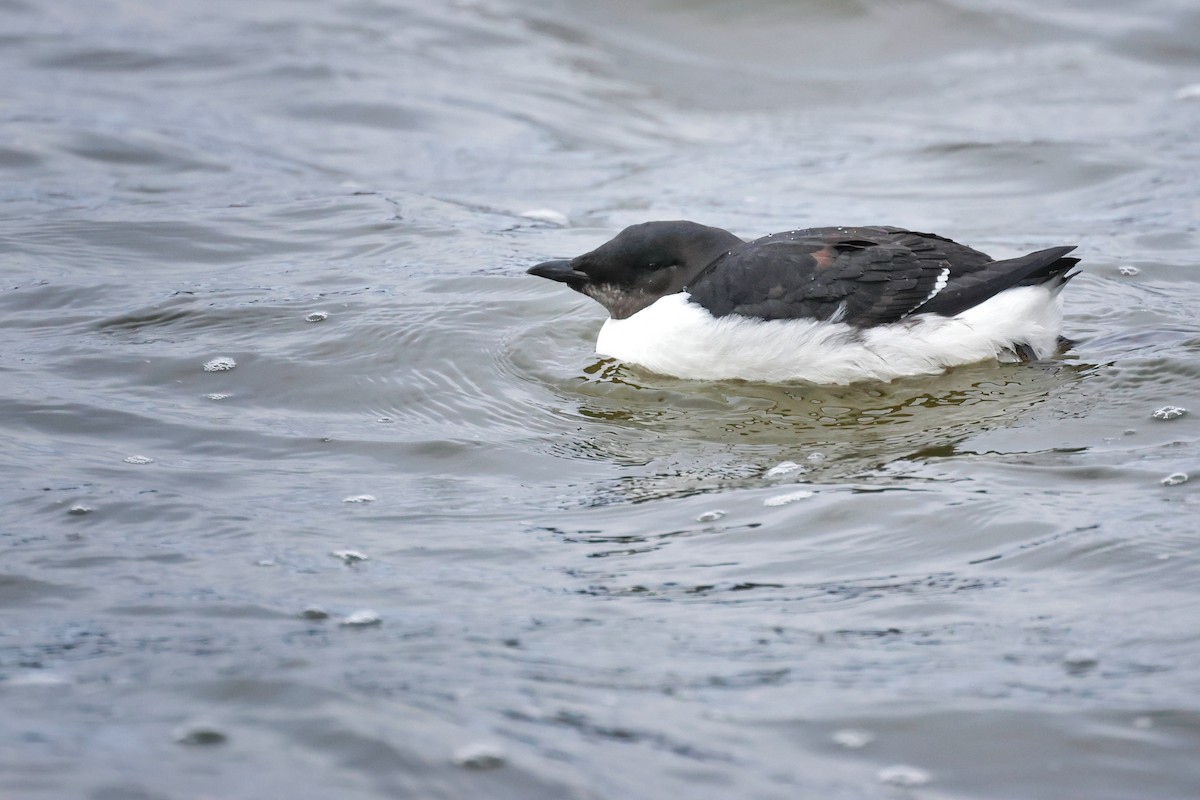 Thick-billed Murre - ML613403572