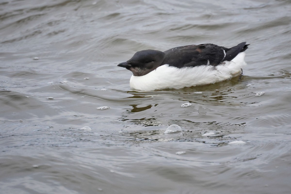 Thick-billed Murre - ML613403573