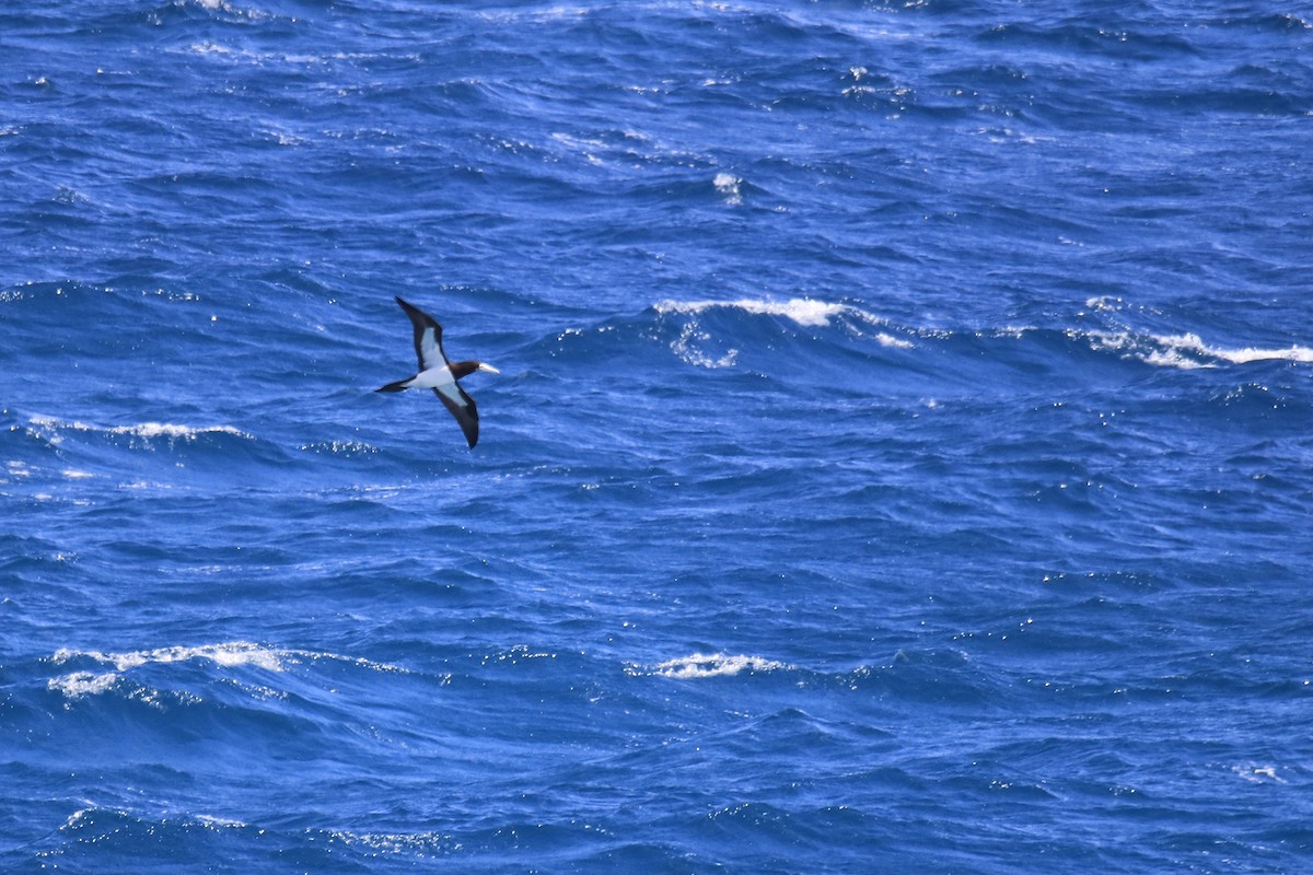 Brown Booby - ML613403610