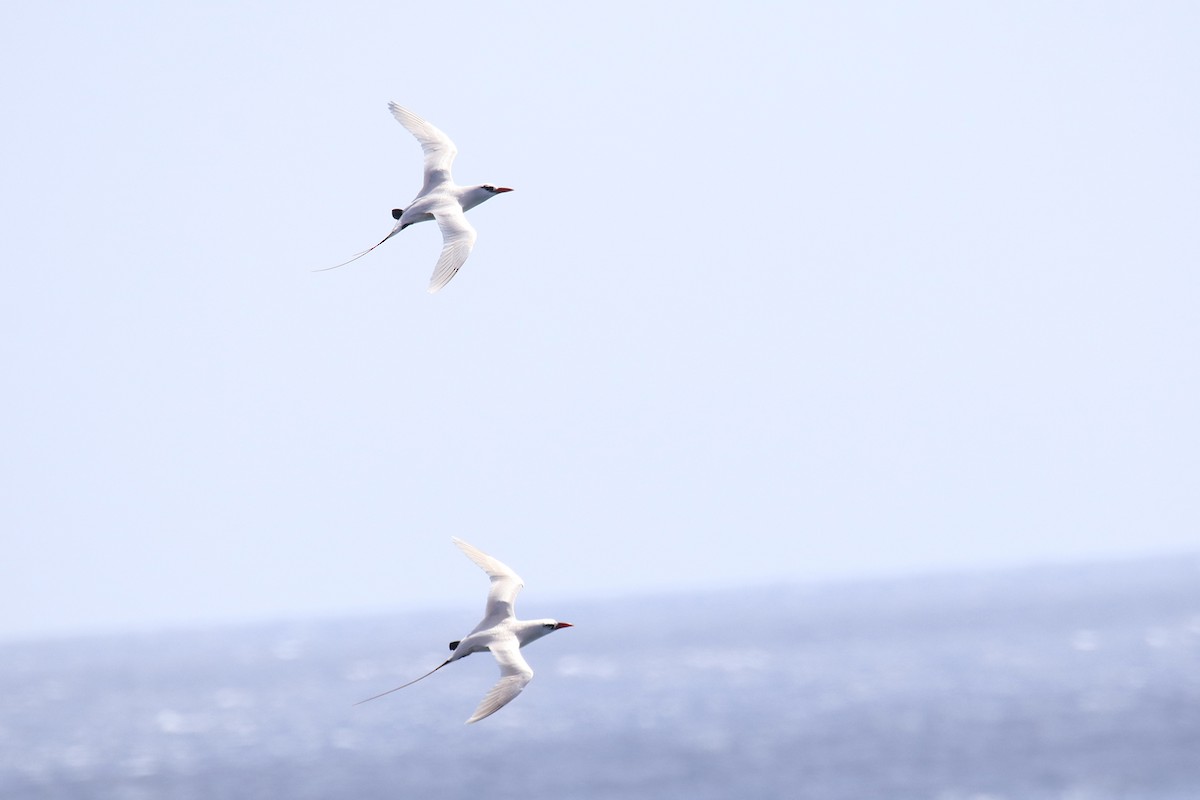 Red-tailed Tropicbird - ML613403682
