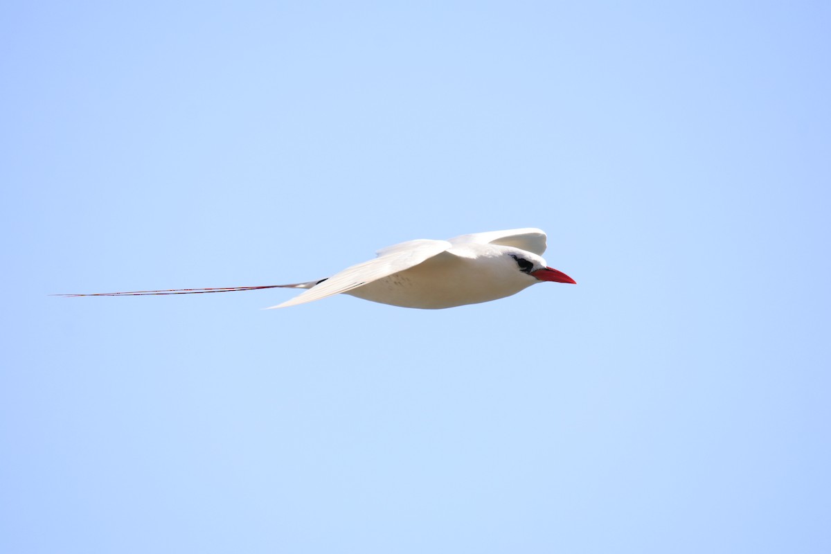 Red-tailed Tropicbird - ML613403691