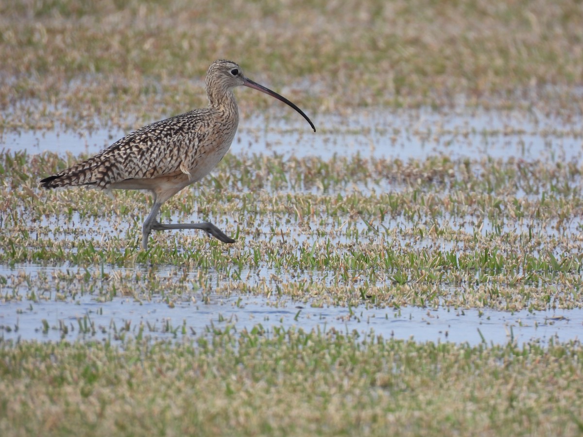Long-billed Curlew - ML613403828