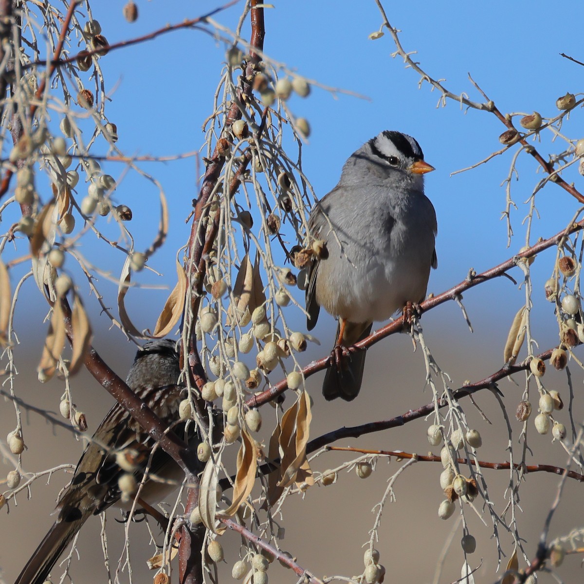 White-crowned Sparrow - ML613403916