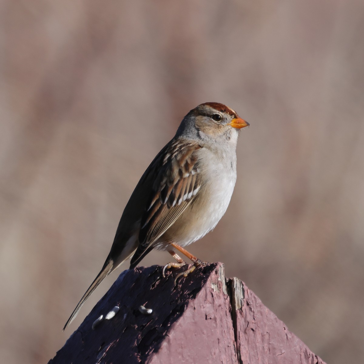 White-crowned Sparrow - ML613403917