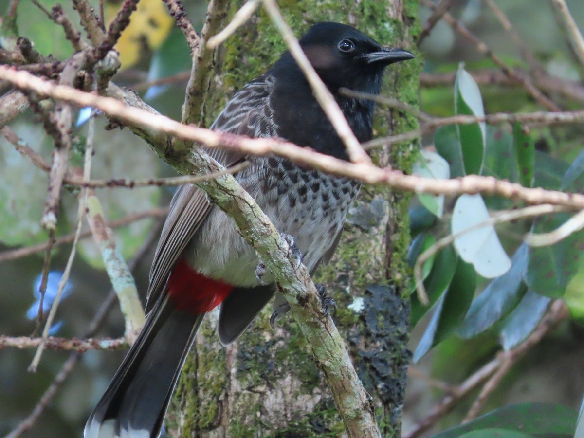 Red-vented Bulbul - ML613404120