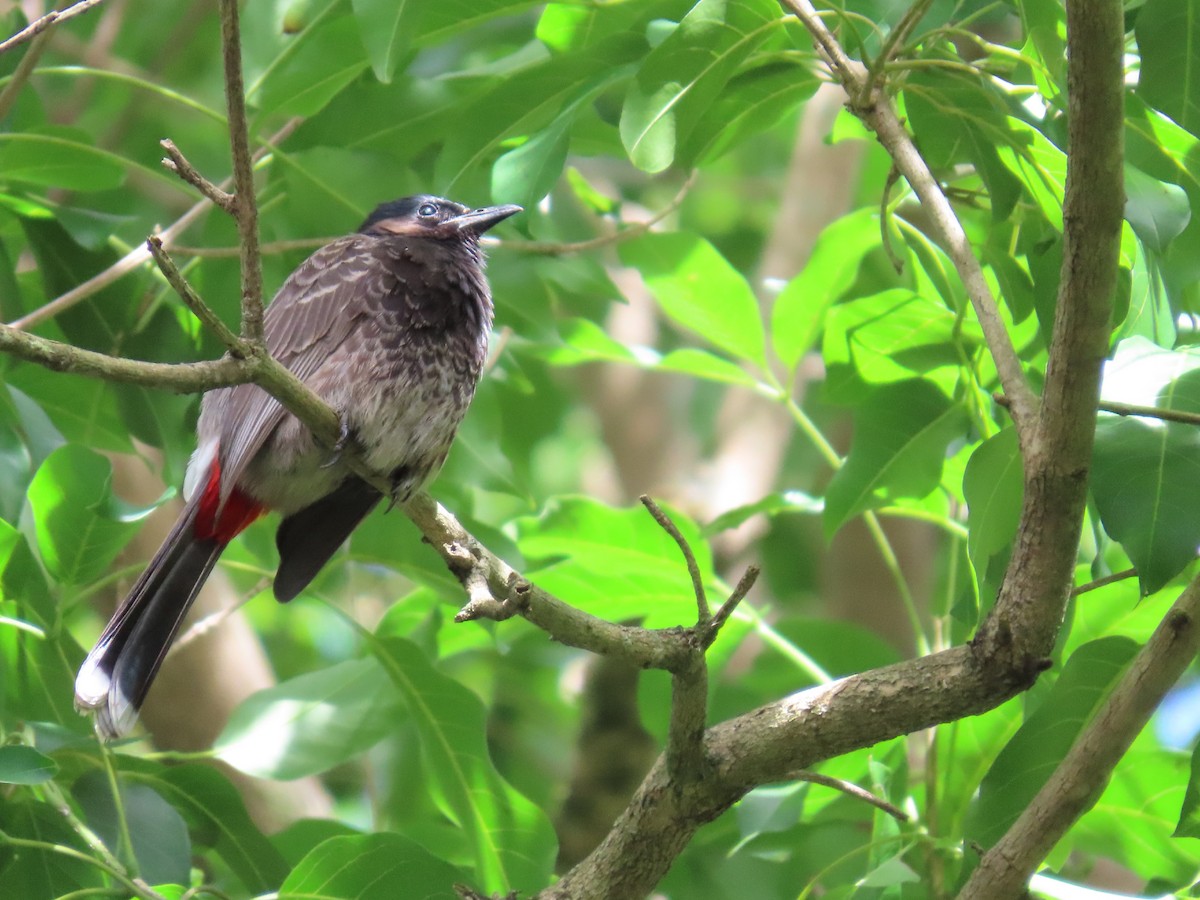 Red-vented Bulbul - ML613404123