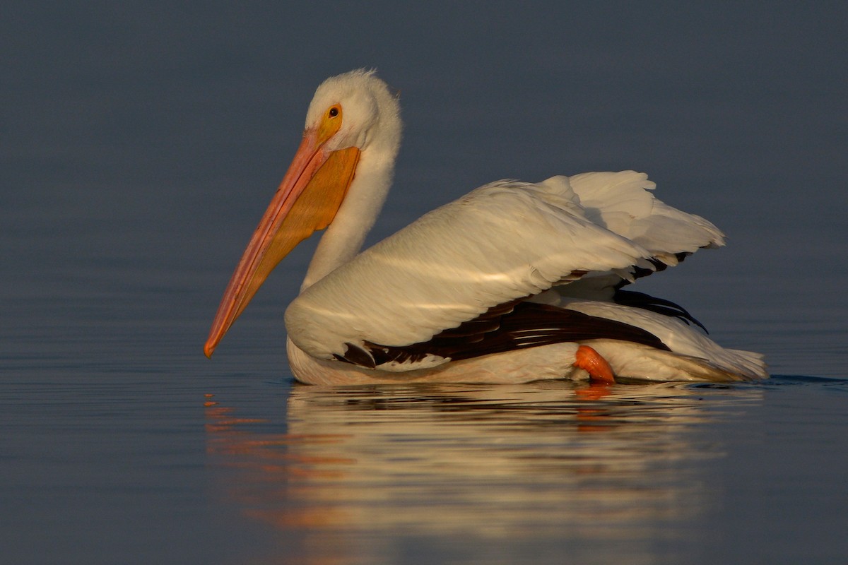 American White Pelican - Jorge Dangel
