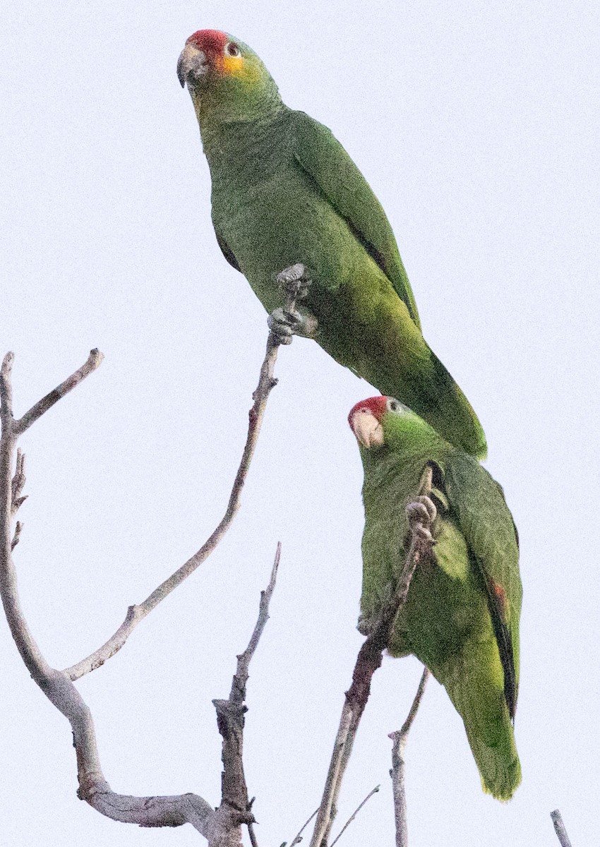 Red-crowned Parrot - ML613404651
